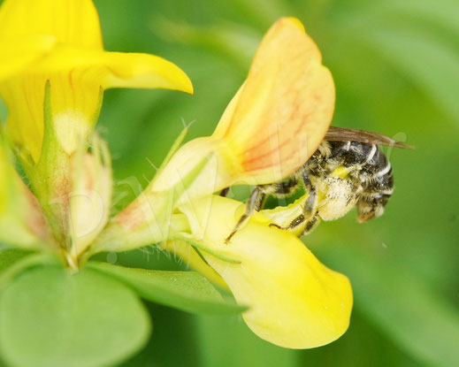 Bild: Ovale Kleesandbiene, Andrena ovatula, Hornklee, Lotus corniculatus, Wildbiene, Blüte