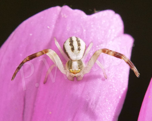 Bild: Veränderliche Krabbenspinne, Misumena vatia, Männchen, Thomisidae, Spinnentiere, Arachnida, Cosmea, Kosmee, Cosmee, Blüte