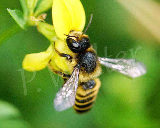 Bild: Platterbsen-Mörtelbiene, Megachile ericetorum, Weibchen, Gewöhnlicher Hornklee, Lotus corniculatus, Hülsenfrüchtler, Schmetterlingsblütler, Fabaceae, Megachilidae, Wildbiene, wildbee