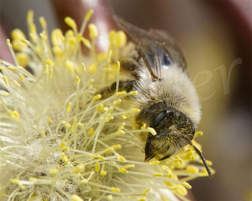 Bild: Weidensandbiene Andrena vaga miningbee Sandbiene Wildbiene Wildbienen wildbee wildbees Fächerflügler Parasit parasite Stylos Strepsiptera savethebees Wildbienenschutz Artenvielfalt Biodiversität biodiversity Weidenkätzchen willow Kätzchenweide