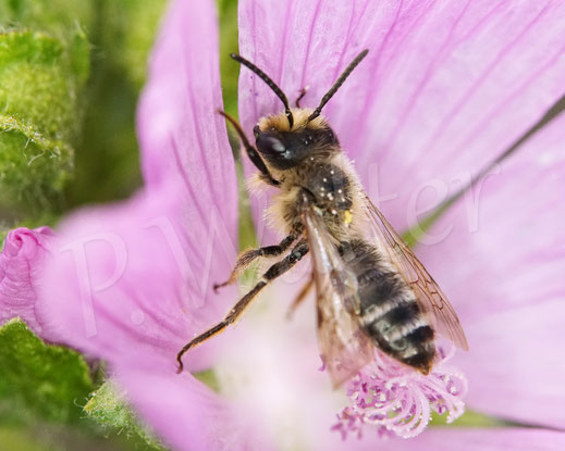 Bild: Glockenblumen-Sägehornbiene, Melitta haemorrhoidalis, Moschusmalve, Malva moschata, Malvaceae, rosa Blüte, pink Blüte, oligolektische Wildbiene