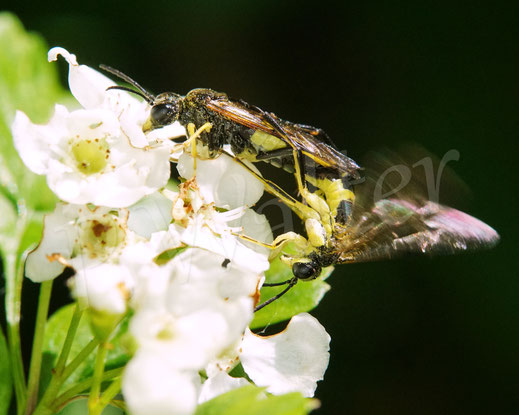 Bild: Paarung, Pärchen, Berauschte Blattwespen, Tenthredo temula, Echte Blattwespen, Pflanzenwespen, Tenthredinidae, Weißdorn, Crataegus