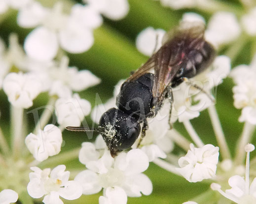 Bild: eine winzige Maskenbiene, Hylaeus spec., Weibchen, Wilde Möhre, Daucus carota subsp. carota, Doldenblütler, Apiaceae