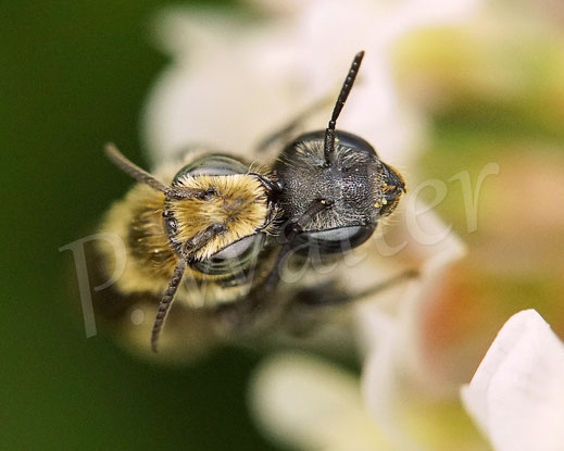 Bild: Schwarzspornige Stängel-Mauerbiene, Stängelbiene, Hoplitis leucomelana, Osmia leucomelana, Paarung, Pärchen, Wildbiene