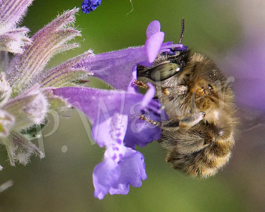 Bild: Vierfleck-Pelzbiene, Anthophora quadrimaculata, Weibchen, Hohe Katzenminze, Nepata, Lippenblütler, Lamiaceae, Wildbiene, Blüte