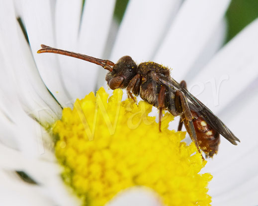 Bild: Gelbfleckige Wespenbiene, Nomada cf. flavoguttata, Weibchen am Gänseblümchen, Kuckucksbiene, Wildbiene, Bellis perennis