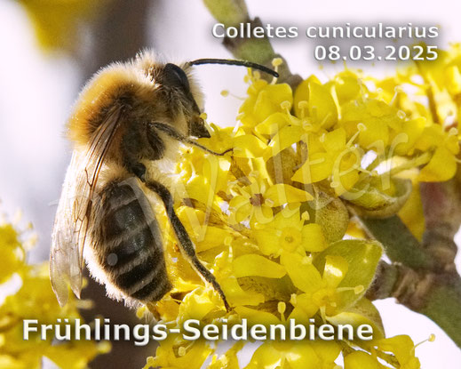 Bild: Frühlings-Seidenbiene, Colletes cunicularius, Männchen an der Kornelkirsche, Cornus mas, Wildbiene