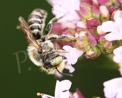 Bild: Luzerne-Blattschneiderbiene, Megachile rotundata, Männchen, Megachilidae, Wildbiene, Echter Dost, Oregano, Origanum vulgare, Blüte, Nektar, Pollen, Lippenblütler, Lamiaceae