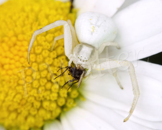 Bild: Veränderliche Krabbenspinne, Misumena vatia, Araneae, Thomisida, Spinnen, Beute, goldenrod crab spider, Wiesen-Margerite, Leucanthemum vulgare