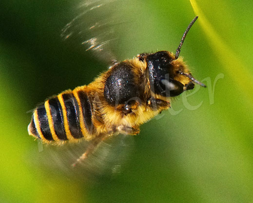 Bild: Platterbsen-Mörtelbiene, Megachile ericetorum, Weibchen, Flug, Megachilidae, Wildbiene, wildbee