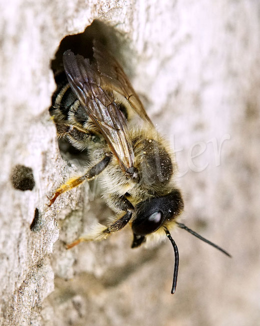 Bild: Platterbsen-Mörtelbiene, Megachile ericetorum, Banded Mud Bee, Männchen, Megachilidae, Schlafplatz, Insektenhotel, Insektennisthilfe, Bohrloch, Holz, beehotel