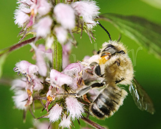 Bild: Garten-Blattschneiderbiene, Totholz-Blattschneiderbiene, Megachile willughbiella, Männchen, leafcutter bee, leaf cutting bee, Megachilidae, Wildbiene, wildbee, Herzgespann, Leonurus cardiaca, Lippenblütler, Lamiaceae