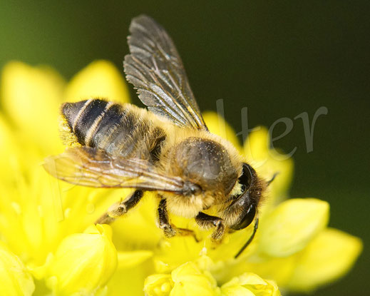 Bild: Weibchen, Garten-Blattschneiderbiene, Totholz-Blattschneiderbiene, Megachile willughbiella, leafcutter bee, leaf cutting bee, Megachilidae, Wildbiene, wildbee, Felsen-Fetthenne, Sedum reflexum, Petrosedum rupestre, Tripmadam, Felsen-Mauerpfeffer