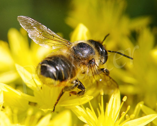 Bild: Weibchen, Garten-Blattschneiderbiene, Totholz-Blattschneiderbiene, Megachile willughbiella, leafcutter bee, leaf cutting bee, Megachilidae, Wildbiene, wildbee, Felsen-Fetthenne, Sedum reflexum, Petrosedum rupestre, Tripmadam, Felsen-Mauerpfeffer