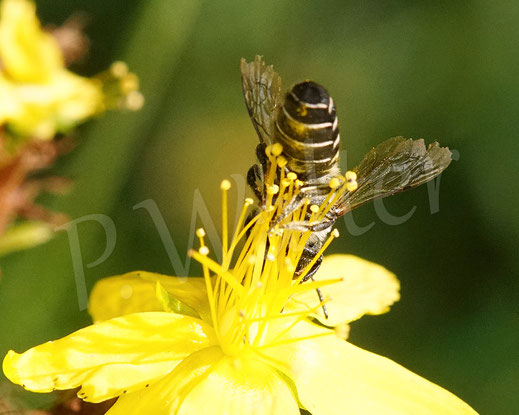 Bild: Luzerne-Blattschneiderbiene, Megachile rotundata, Johanniskraut, Hypericum perforatum, leafcutterbee, leafcuttingbee, Megachilidae, Wildbiene, wildbee
