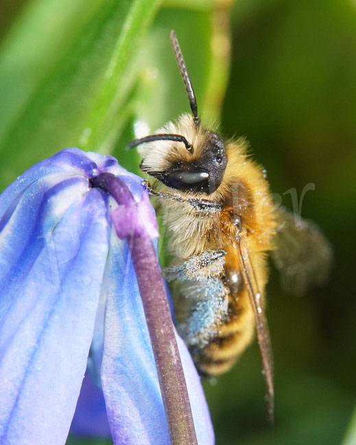 Bild: Sandbienenmännchen am Blausternchen, Scilla siberica, Sibirischer Blaustern, Nickende Sternhyazinthe, Andrena, mining bee, Wildbiene, Frühblüher, Blüte