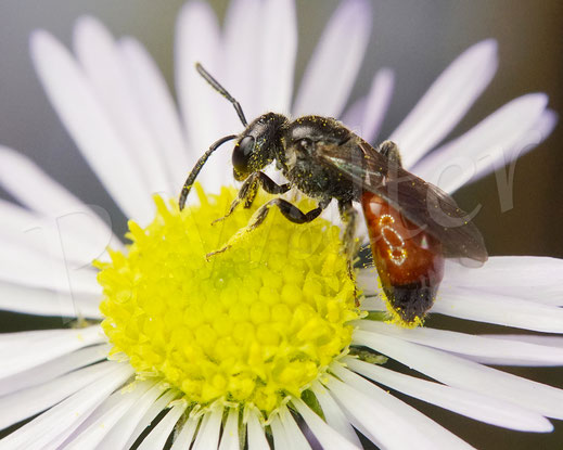 Bild: Blutbiene am Einjährigen Berufkraut, Sphecodes spec., Erigeron annuus, Feinstrahl, Buckelbiene