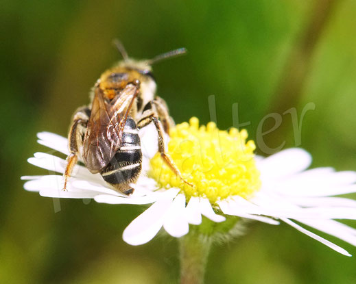 Bild: Rotbeinige Körbchen-Sandbiene, Andrena dorsata, am Gänseblümchen, Bellis perennis, Korbblütler, Wildbiene, wildbee