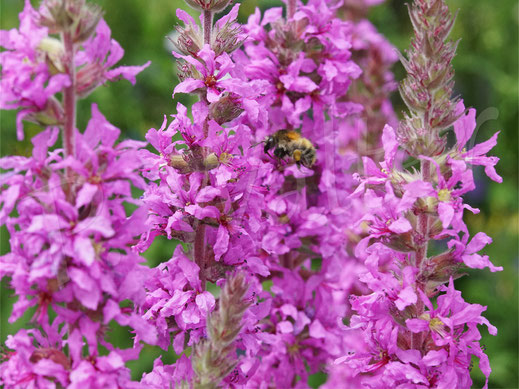 Bild: Sumpfarium, Sumpfzone, Sumpfpflanze, Zinkwanne, Blutweiderich, Hummel