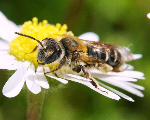 Bild: Rotbeinige Körbchen-Sandbiene, Andrena dorsata, am Gänseblümchen, Bellis perennis, Korbblütler, Wildbiene, wildbee