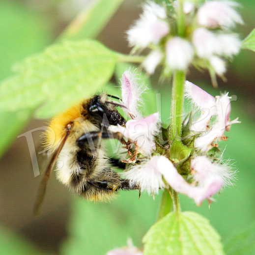 Bild: Ackerhummel, Bombus pascuorum, Blüte, Herzgespann, Leonurus cardiaca, Lippenblütler, Lamiaceae
