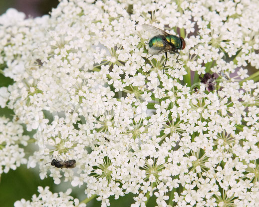 Bild: eine winzige Maskenbiene, Hylaeus spec., Weibchen, Wilde Möhre, Daucus carota subsp. carota, Doldenblütler, Apiaceae