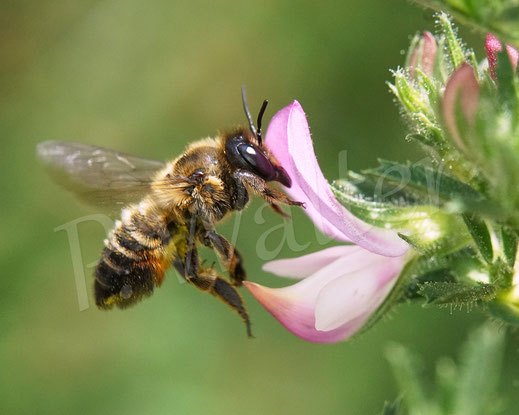 Bild: Garten-Blattschneiderbiene, Totholz-Blattschneiderbiene, Megachile willughbiella, Weibchen, Megachilidae, Wildbiene, Dornige Hauhechel, Ononis spinosa, Schmetterlingsblütler, Faboideae, Hülsenfrüchtler, Fabaceae, Blüte, Nektar, Pollen