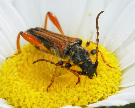 Bild: Braunrötlicher Spitzdeckenbock, Stenopterus rufus, Bockkäfer, Cerambycidae, Round-headed Longhorn beetle, Wiesen-Margerite, Leucanthemum vulgare
