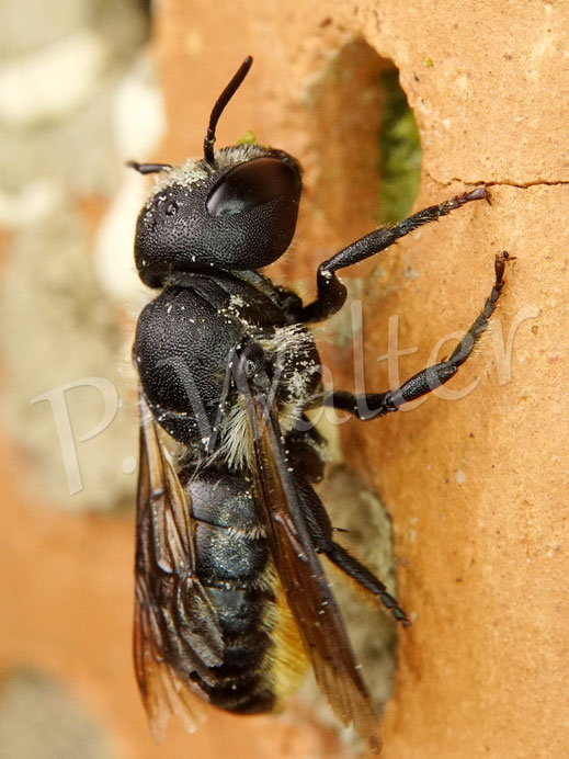 Bild: Osmia leaiana, Zweihöckrige Mauerbiene, am Niststein aus Ton, man erkennt bereits den Pflanzenmörtel für den Nestverschluss