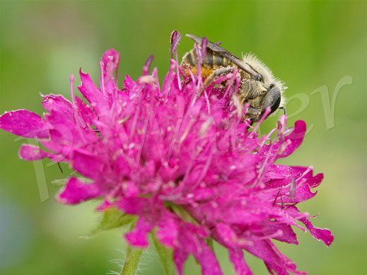 Bild: Osmia leaiana, Zweihöckrige Mauerbiene, Distel-Mauerbiene, Mazedonische Knautie, Knautia macedonica, Witwenblume