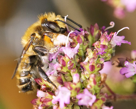 Bild: Männchen, Garten-Blattschneiderbiene, Totholz-Blattschneiderbiene, Megachile willughbiella, leafcutter bee, leaf cutting bee, Megachilidae, Wildbiene, wildbee, Oregano, Dost, Origanum vulgare, Lippenblütler, Lamiaceae