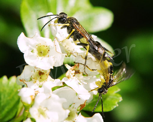 Bild: Paarung, Pärchen, Berauschte Blattwespen, Tenthredo temula, Echte Blattwespen, Pflanzenwespen, Tenthredinidae, Weißdorn, Crataegus
