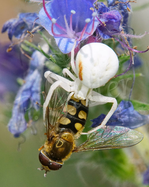 Bild: Veränderliche Krabbenspinne, Misumena vatia, Araneae, Thomisida, Spinnen, Beute, goldenrod crab spider, Natternkopf, Echium vulgare