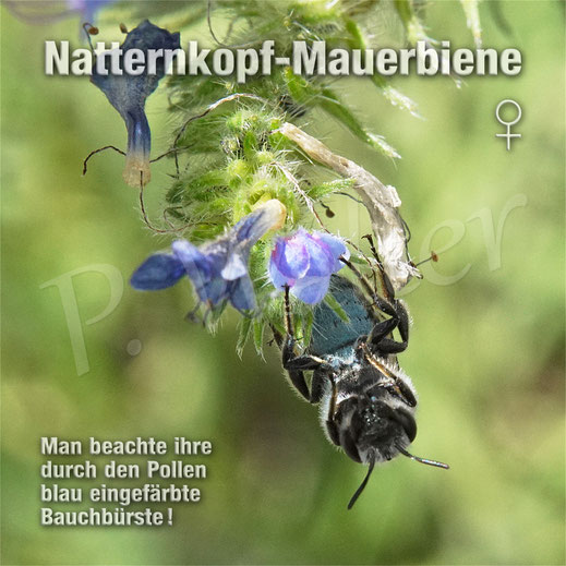 Bild: Weibchen der Natternkopf-Mauerbiene, Osmia adunca, in einer Natternkopfblüte