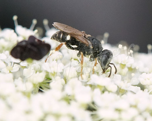 Bild: Weißfleckige Fliegenspießwespe, Oxybelus uniglumis, Echte Grabwespen, Crabronidae, Wilde Möhre, Daucus carota subsp. carota, Doldenblütler, Apiaceae