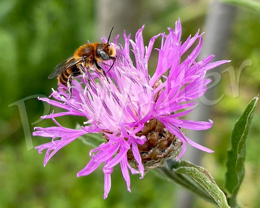 Bild: Männchen der Natternkopf-Mauerbiene, Osmia adunca,  beim Nektartanken an einer Flockenblume