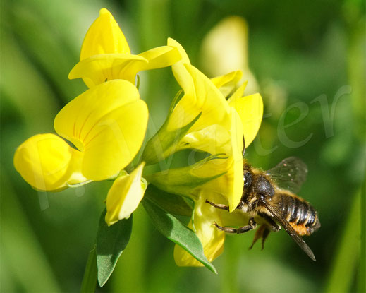 Bild: Weibchen, Garten-Blattschneiderbiene, Megachile willughbiella, am Hornklee, Wildbiene, Wildbienen, wildbee, solitary bee, Lotus corniculatus