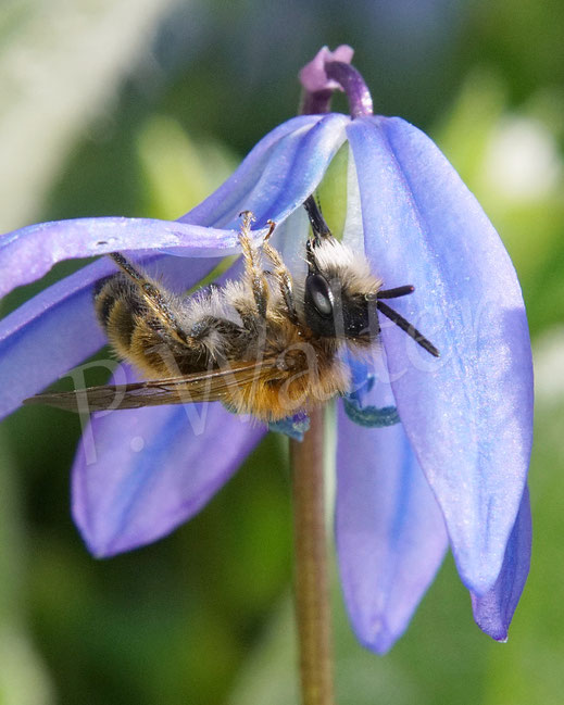 Bild: Sandbienenmännchen am Blausternchen, Scilla siberica, Sibirischer Blaustern, Nickende Sternhyazinthe, Andrena, mining bee, Wildbiene, Frühblüher, Blüte