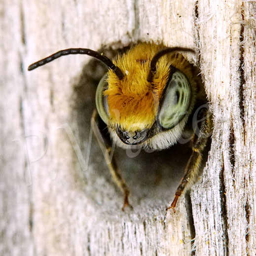 Bild: Luzerne-Blattschneiderbiene, Megachile rotundata, Männchen, Megachilidae, Wildbiene, Schlafplatz, Bohrloch, Holz, Insektenhotel, Bienenhotel, Portrait