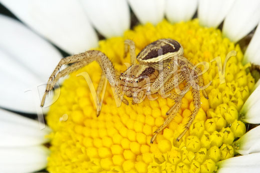 Bild: Krabbenspinne, Thomisidae, crab spider, Spinnentiere, Arachnida, Wiesen-Margerite