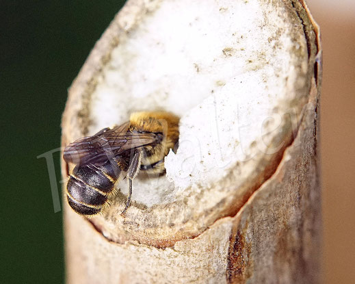 08.07.2013 : Schwarzspornige Stängel-Mauerbiene, Stängelbiene, Hoplitis leucomelana, Osmia leucomelana, Nistgang im markhaltigen Stängel, markhaltiger Stengel