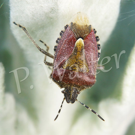 12.05.2016 : Beerenwanze, Dolycoris baccarum