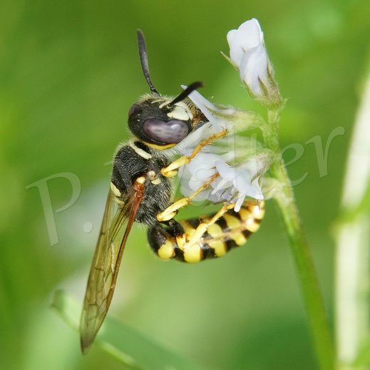 Bild: Bienenwolf, Männchen, Philanthus triangulum, Crabronidae, Grabwespe, bee wolf, digger wasp, solitary wasp, Acker-Wicke, Behaarte Wicke, Rauhaarige Wicke, Vicia hirsuta