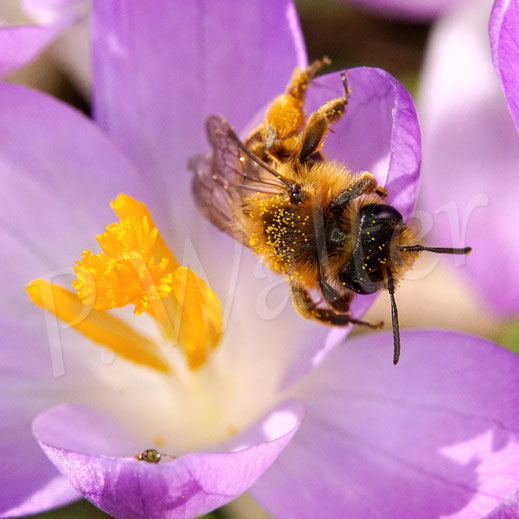 Bild: Gewöhnliche Bindensandbiene, Gemeine Sandbiene, Andrena flavipes, Weibchen, erste Generation, Krokus, crocus, Wildbiene, Blüte, Schwertliliengewächse, Iridaceae, Frühblüher