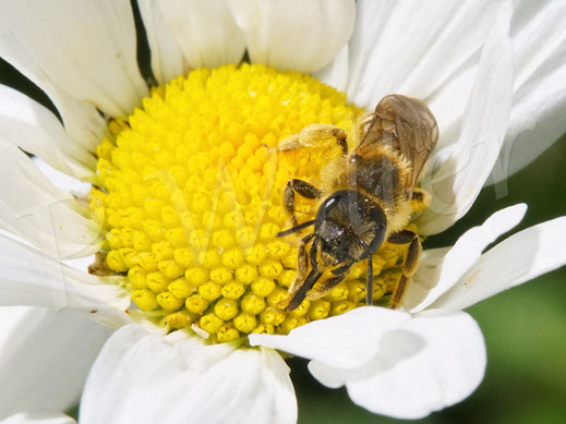 22.05.2022 :  Gelbbindige Furchenbiene, Halictus scabiosae, Weibchen an einer Margeritenblüte