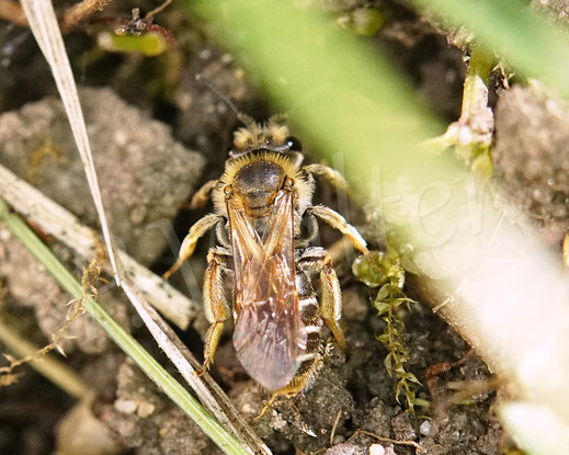 Bild: Gelbbeinige Kiel-Sandbiene, Goldbeinige Sandbiene, Andrena chrysosceles, Wildbiene