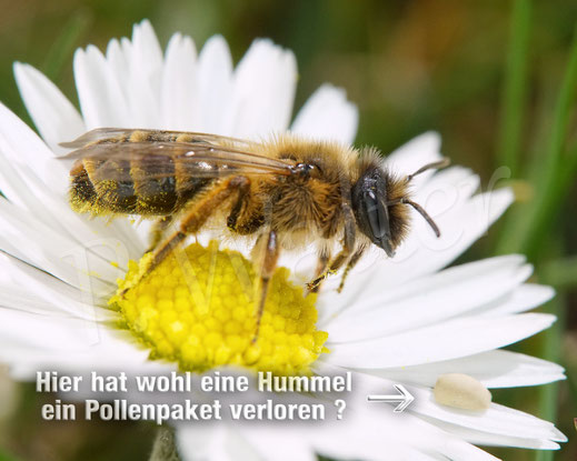 Bild: Gewöhnliche Bindensandbiene, Gemeine Sandbiene, Weibchen, Andrena flavipes, Fächerflügler, Stylops cf. melittae, zwischen den Tergiten der Wildbiene, Parasit , Strepsiptera, twisted-wing parasite