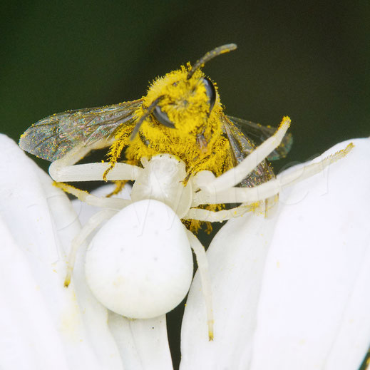 Bild: Veränderliche Krabbenspinne, Misumena vatia, Araneae, Thomisida, Spinnen, Beute, goldenrod crab spider