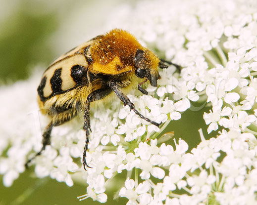 Bild: Gebänderter (?) Pinselkäfer, Trichius cf. fasciatus, Wilde Möhre, Daucus carota subsp. carota, Doldenblütler, Apiaceae, Blatthornkäfer, Scarabaeidae
