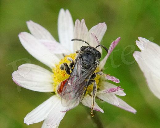 Bild: eine mittelgroße Blutbiene, Sphecodes spec. , am Gänseblümchen, Bellis perennis